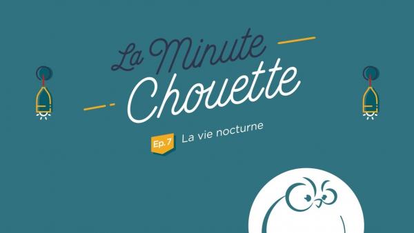 Ep 7 : La vie nocturne - La Minute Chouette - Chouette Hotel